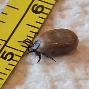 Can Ticks Invade Canada Faster?