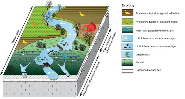 Ecosystem Engineering: How Animals Positively Shape Their Environments