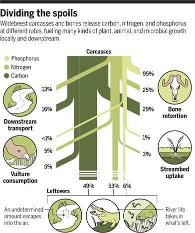 Ecosystem Engineering: How Animals Positively Shape Their Environments