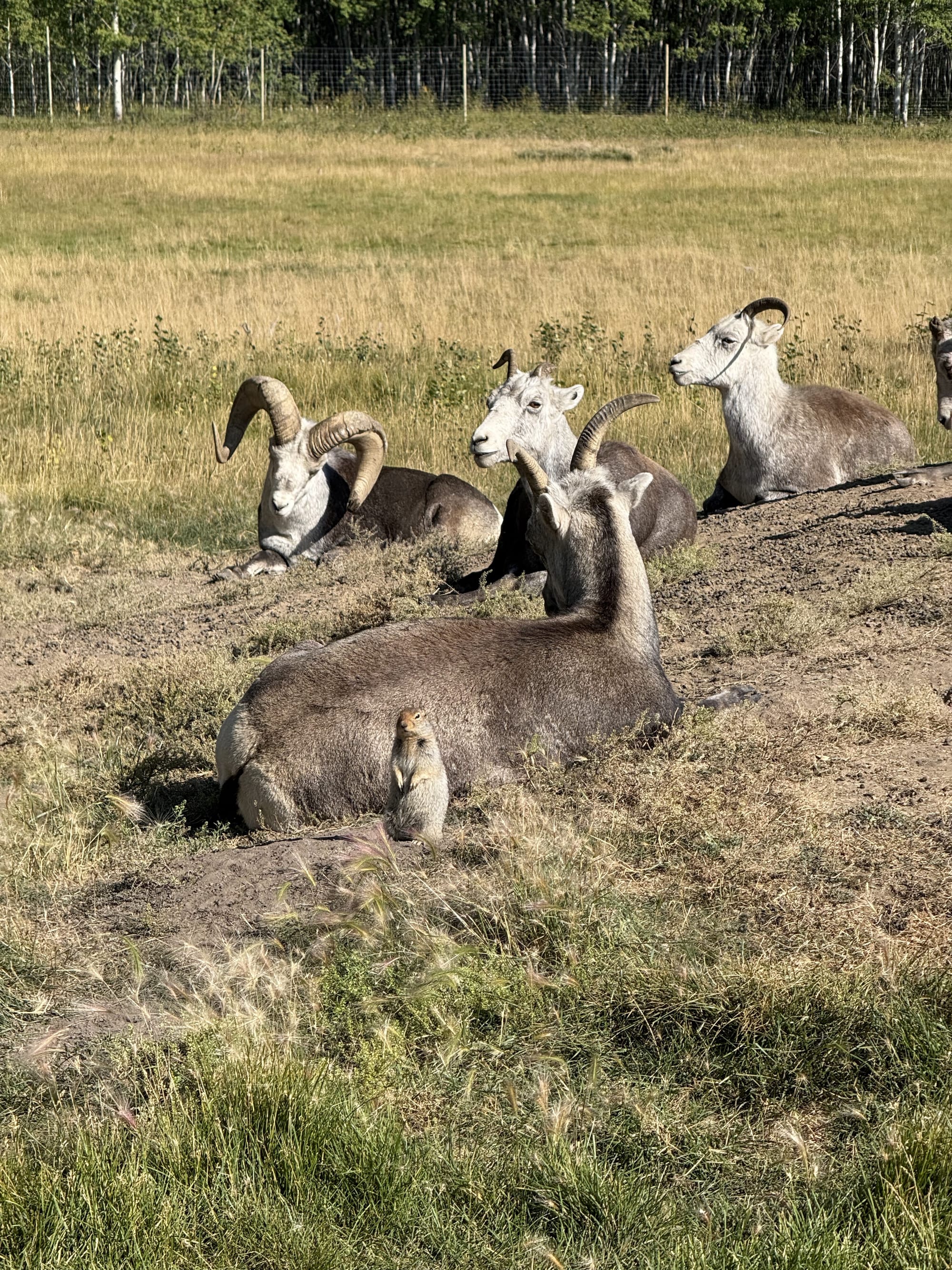 Four thinhorn sheep resting on arctic ground squirrel burrow mounds, with an arctic ground squirrel standing sentry in front of one sheep