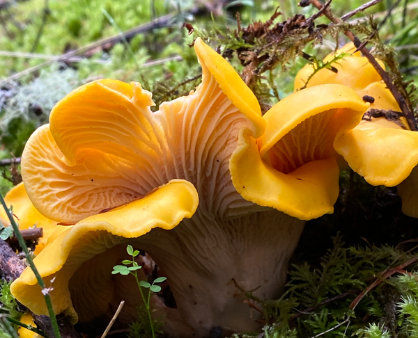 Colourful fungus on a mossy forest floor. And maybfood, packaging, cosmetics, and animal feed.